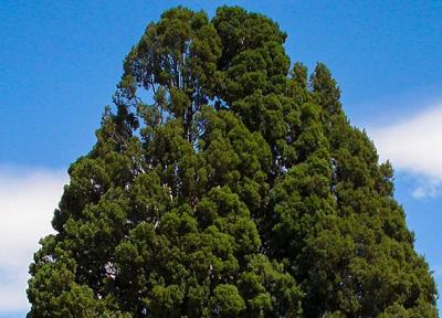 پرونده ثبت جهانی سرو ابرکوه به یونسکو ارسال می گردد