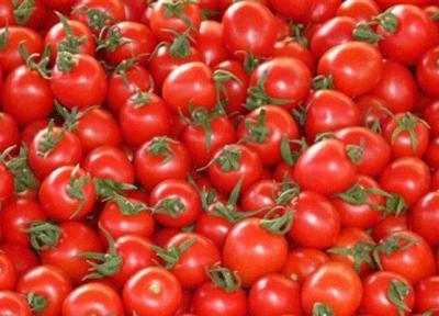تشریح دلایل افزایش قیمت گوجه فرنگی