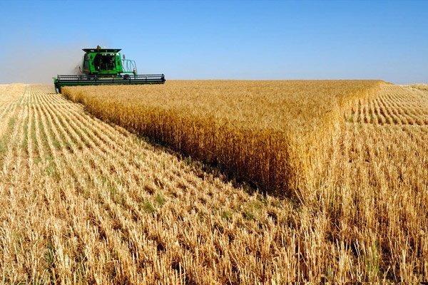 استمرار تولید گندم ضروری است استمرار فراوری گندم لازم است