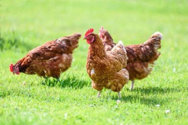 آلرژی مرغ چه علائمی دارد؟