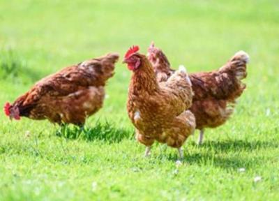 آلرژی مرغ چه علائمی دارد؟