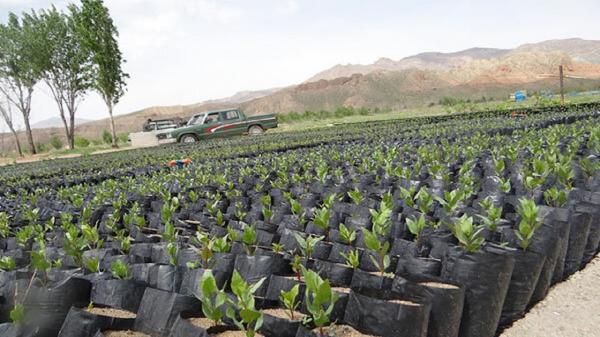 فراوری 4 میلیون اصله نهال برای اجرای طرح زراعت چوب در ایلام